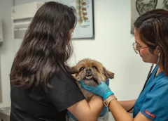 Alerta sanitaria por Leptospirosis: Más de 2,500 casos ponen en riesgo a mascotas y familias en Lima