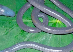 Primer registro de Caecilia crassisquama para el Perú se dio en un área natural protegida