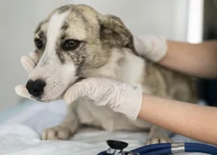 Cambio de clima en Lima eleva riesgo de enfermedades en mascotas: estas son las señales de alerta