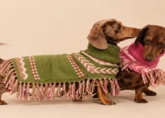 Mister Doggy será la primera marca peruana en participar en este concurso