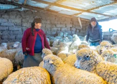 3000 productores de Espinar fortalecen su economía